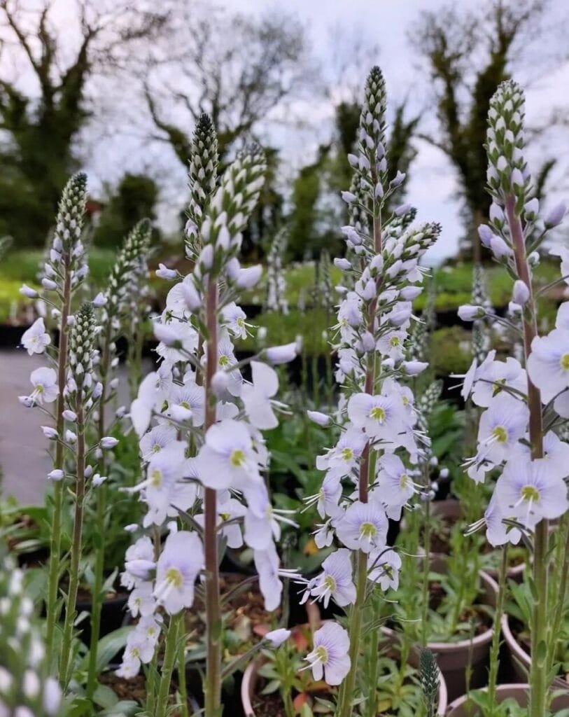 Veronika 'Tissington White'