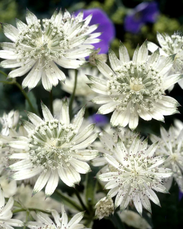 Astrancija 'Snow Star'