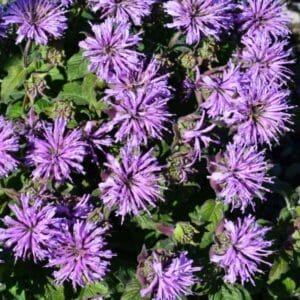 Monarda 'Blue Moon' - Image 2