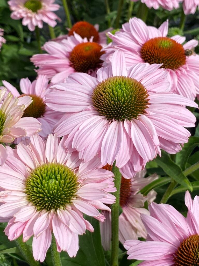 Ežiuolė 'Sunseekers Blush'