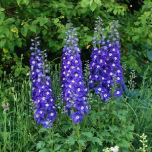 Pentinius 'Blue Fabulosa' - Image 2