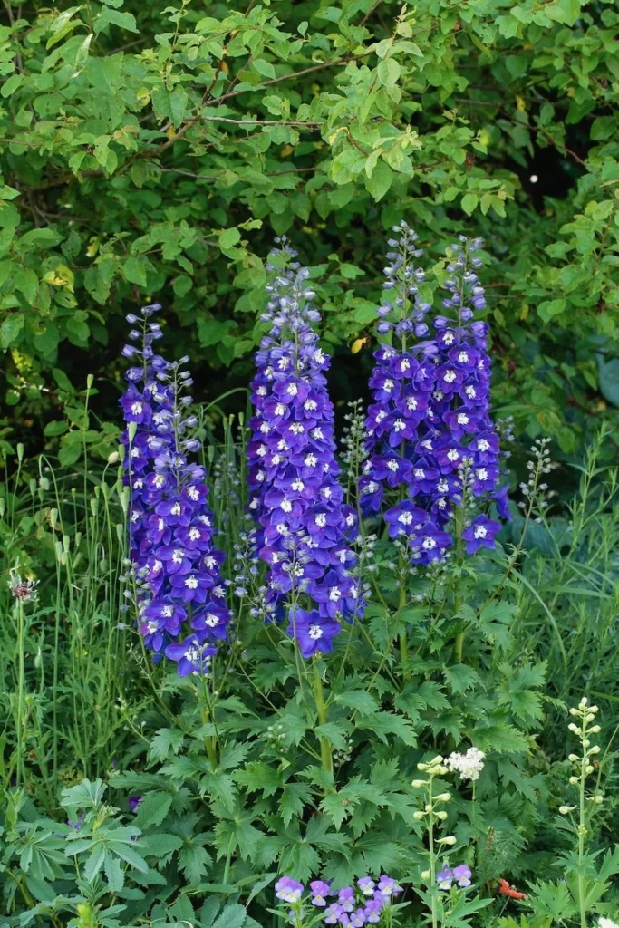 Pentinius 'Blue Fabulosa'