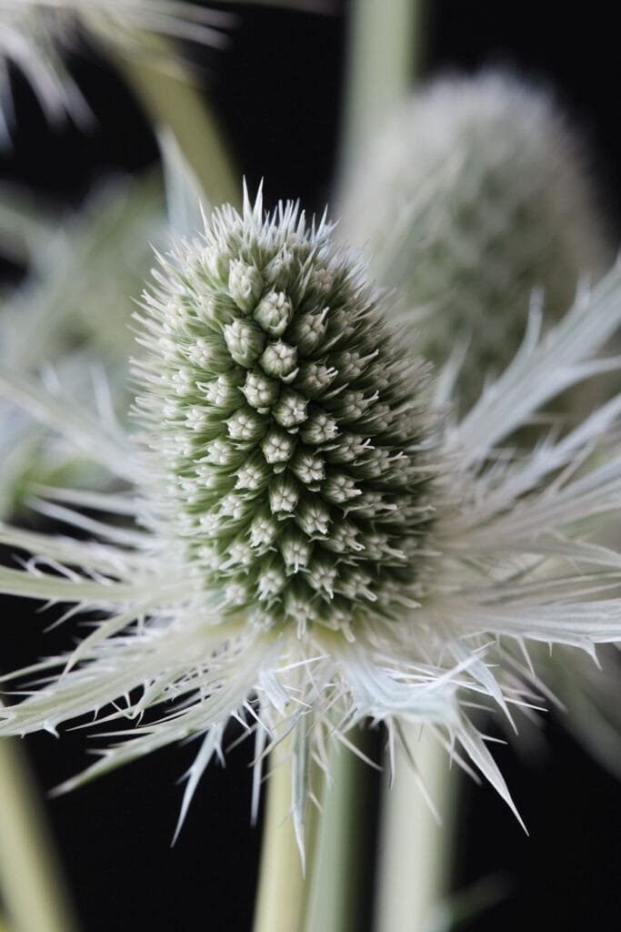 Zunda 'Magical White Lagoon'