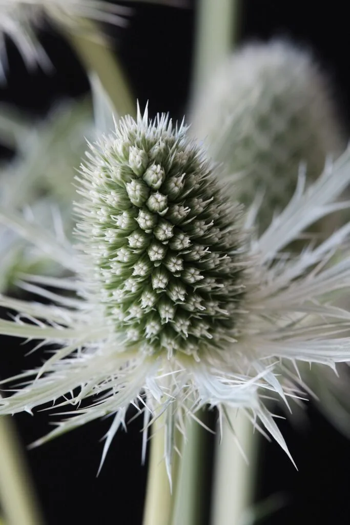 Zunda 'Magical White Lagoon'