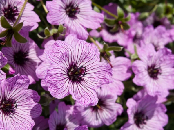 Snaputis Pilkasis 'Ballerina'