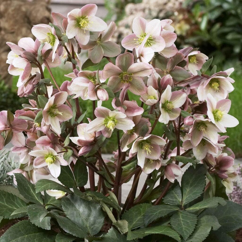 Eleboras 'Pirouette'
