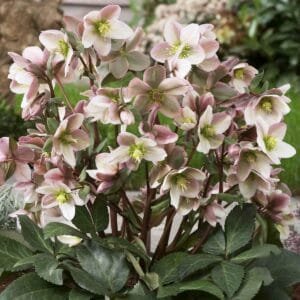 Eleboras 'Pirouette'