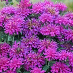 Monarda 'Grape Gumball' - Image 2