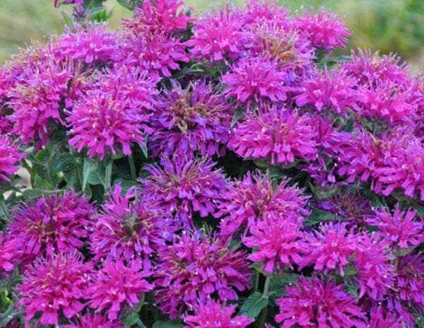 Monarda 'Grape Gumball' - Image 2