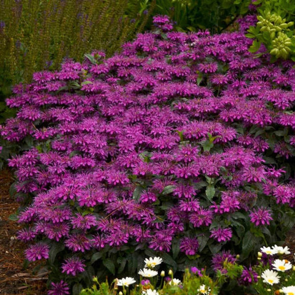Monarda 'Grape Gumball'