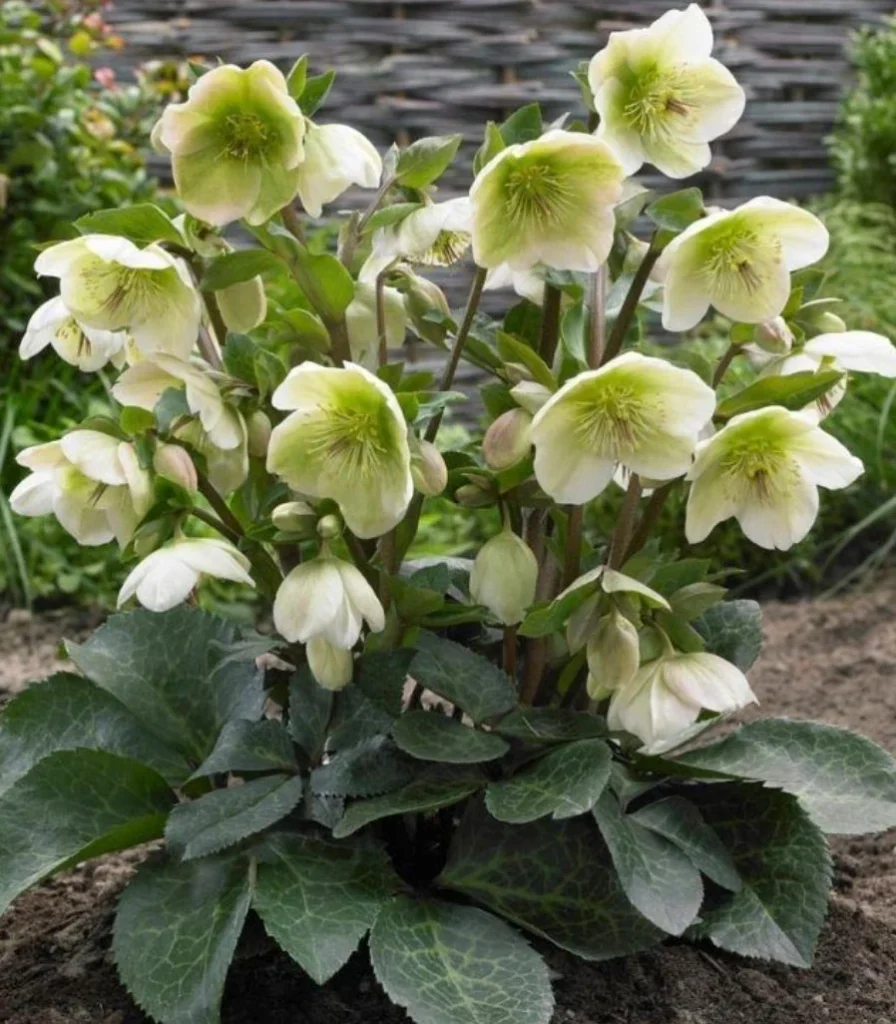 Eleboras 'Frostkiss Illumi Lime'