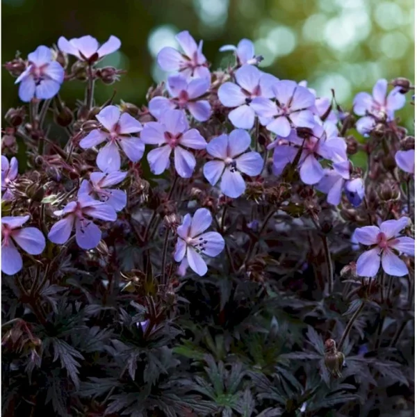 Snaputis 'Midnight Reiter'