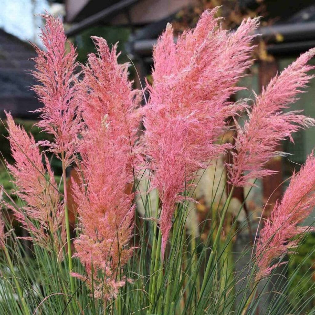 Kortaderija argentininė 'Rosea'