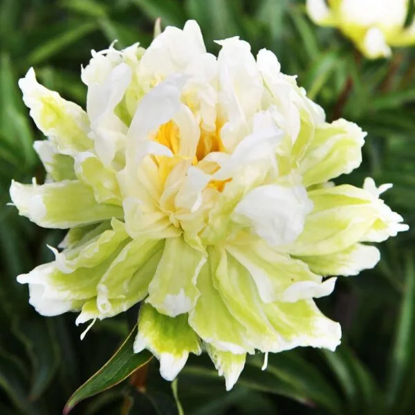 Bijūnas 'Green Lotus'