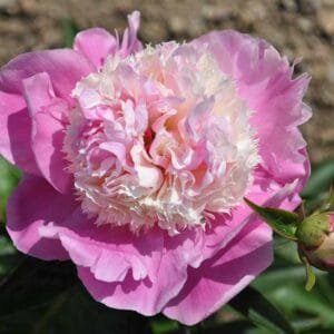 Bijūnas 'She's my Star'