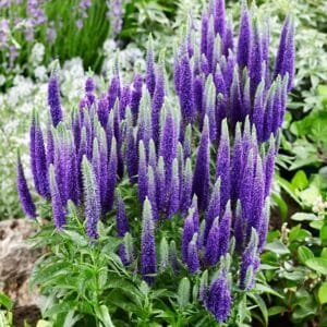 Veronika 'First Glory'