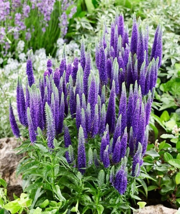Veronika 'First Glory'