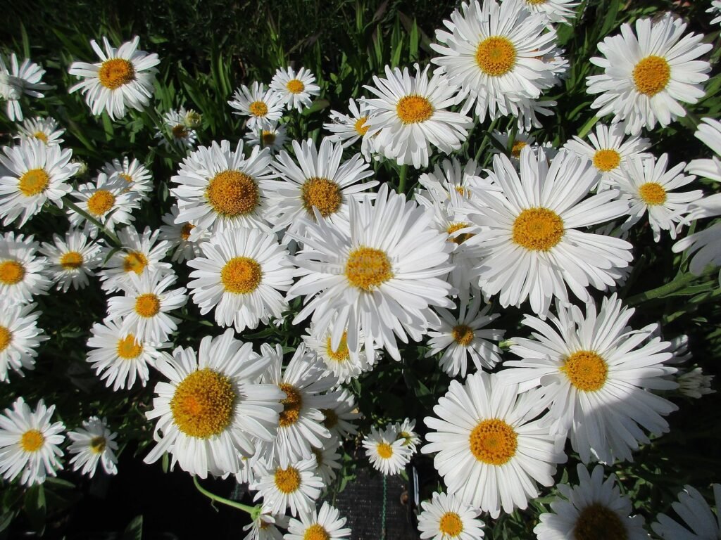 Astras alpinis 'Albus'