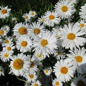 Astras alpinis 'Albus'