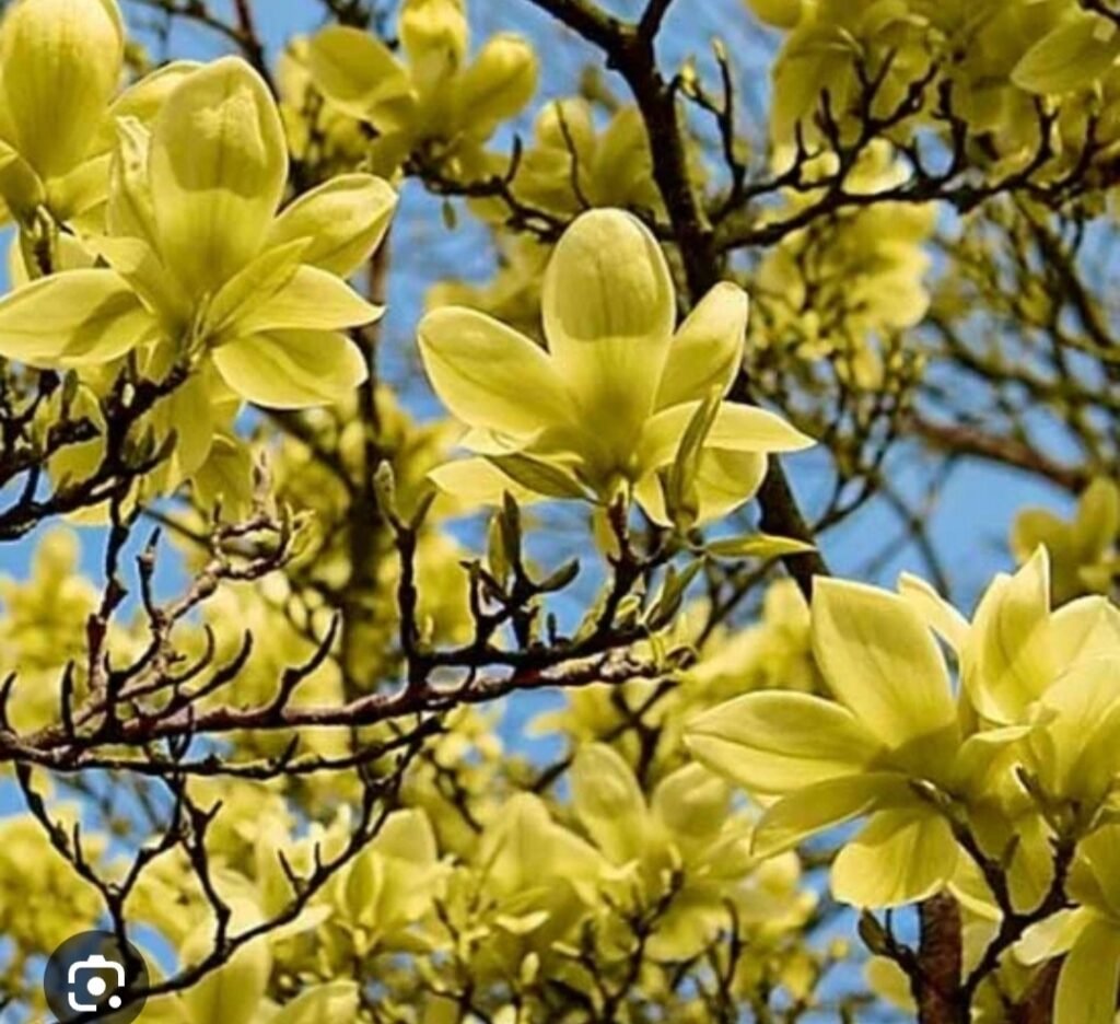 Magnolija 'Golden dream'