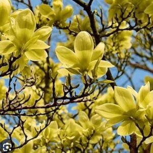 Magnolija 'Golden dream' - Image 3