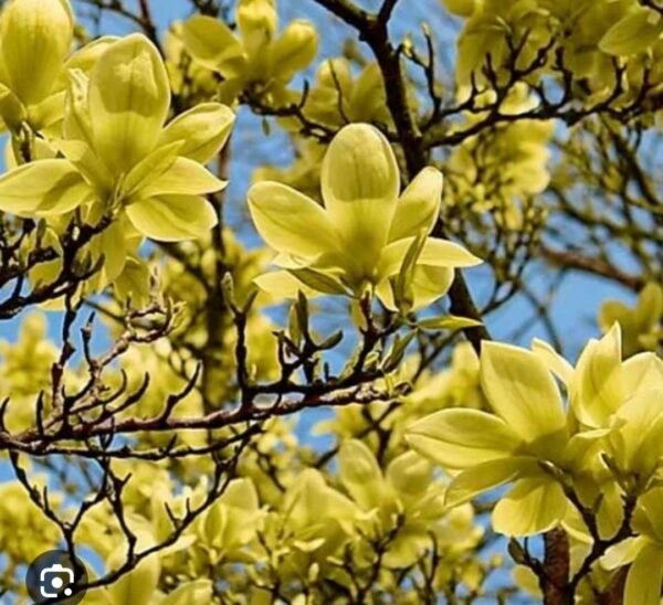 Magnolija 'Golden dream' - Image 3