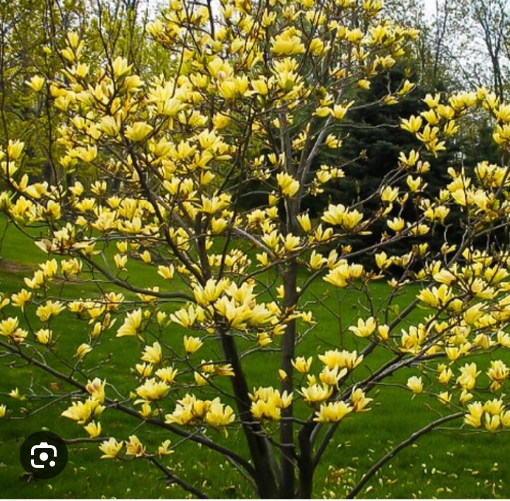 Magnolija 'Golden dream'