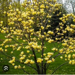 Magnolija 'Golden dream' - Image 2