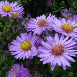 Astras krūminis 'Island Barbados'