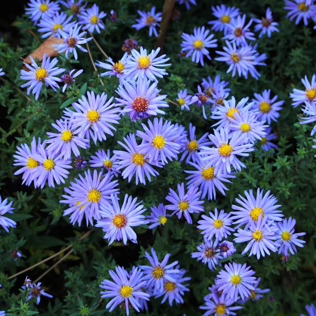 Astras krūminis 'Lady in Blue'
