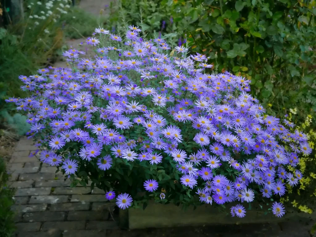 Astras frikarto 'Monch'