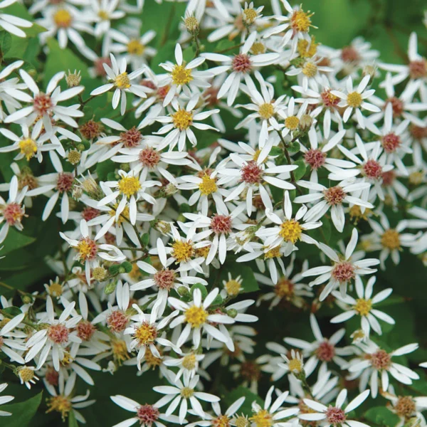 Skėstašakis astras 'Eastern Star'