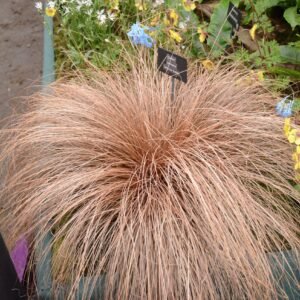 Viksva 'Bronze Form'