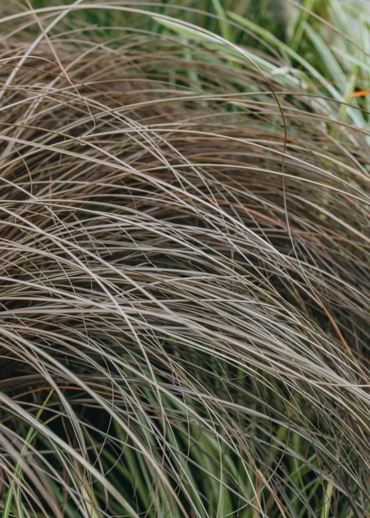Viksva 'Bronze Form'