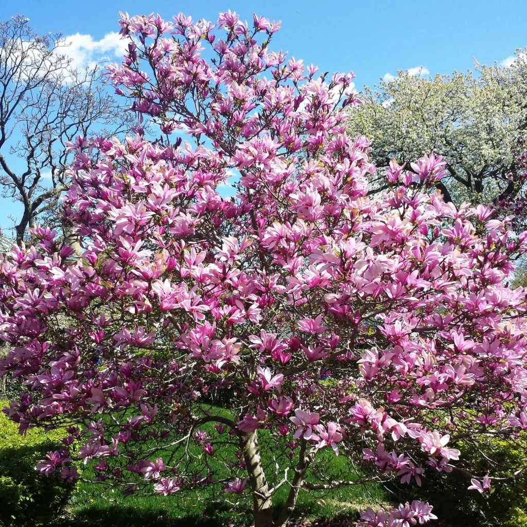 Magnolija 'George H. Kern'