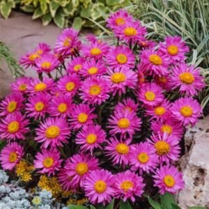 Astras alpinis 'Happy End'