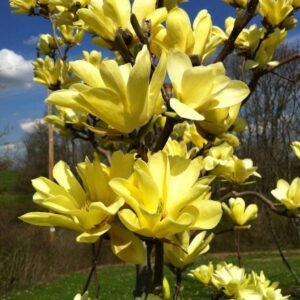 Magnolija 'Golden dream'