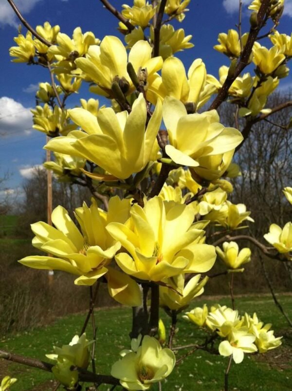 Magnolija 'Golden dream'