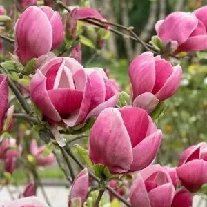 Magnolija 'George H. Kern' - Image 2