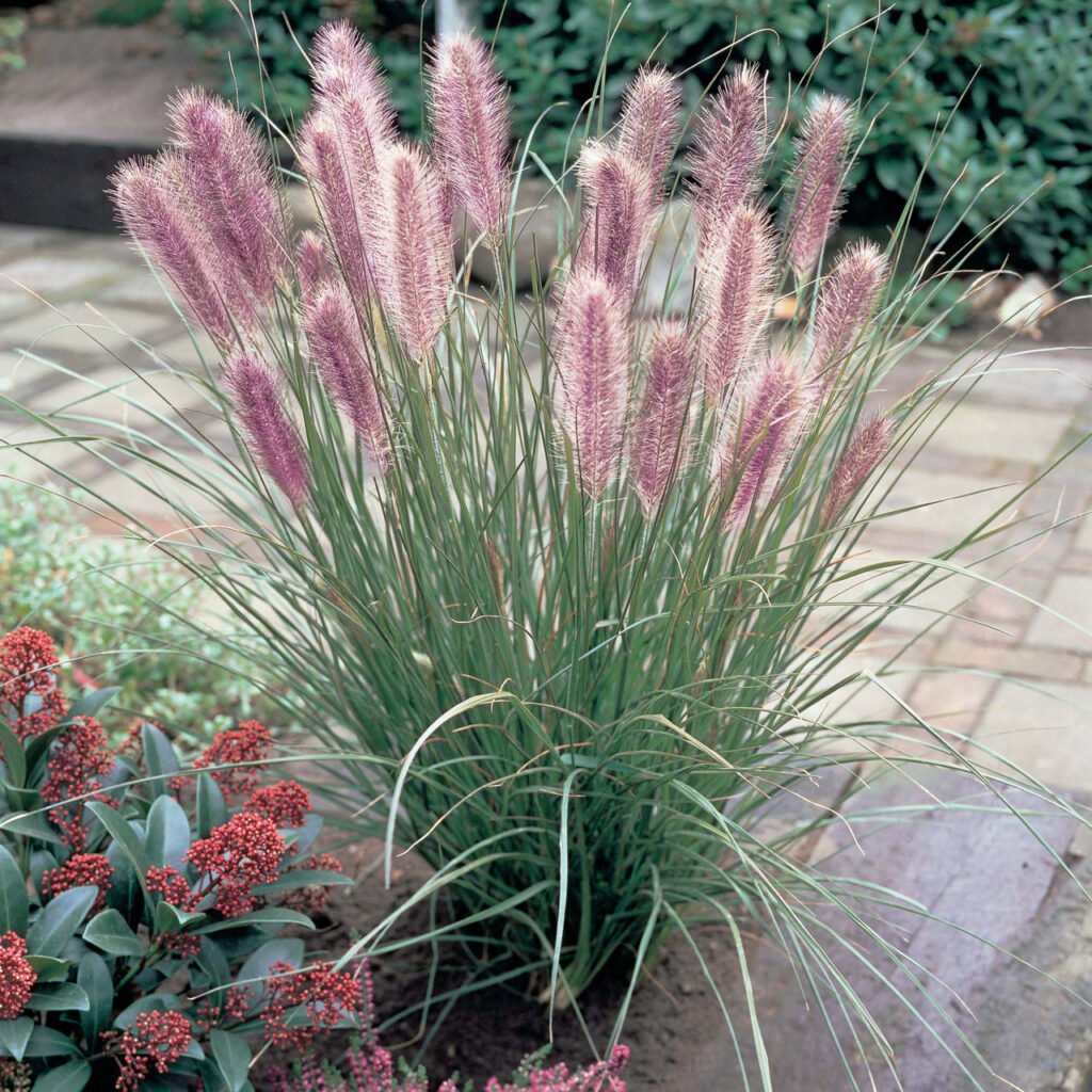 Soruolė pašiaušelinė 'Red Head'