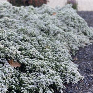 Astras erikinis 'Snowflurry'