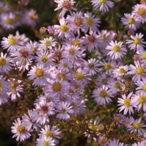 Erikinis astras 'Pink Cloud'