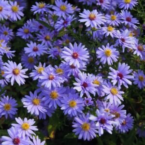 Širdžialapis astras 'Blue Heaven'