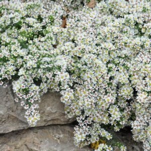 Astras erikinis 'Snowflurry' - Image 2