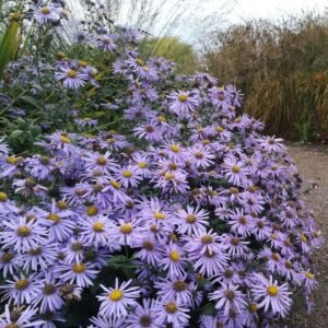 Astras frikarto 'Monch'