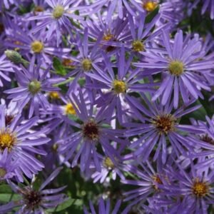 Astras stambialapis 'Twilight'