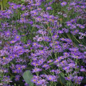 Astras stambialapis 'Twilight' - Image 2