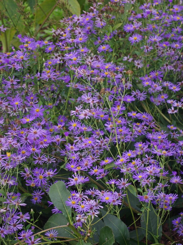 Astras stambialapis 'Twilight'