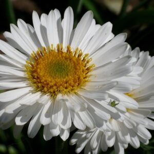 Astras alpinis 'Albus' - Image 2