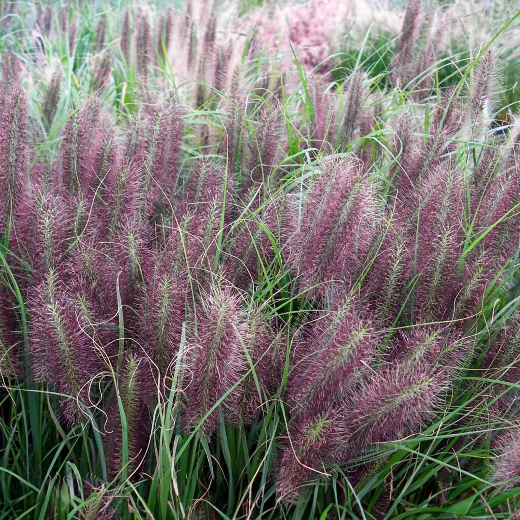 Soruolė pašiaušelinė 'Red Head'